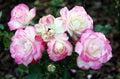Climb roses, Santana with pink and white flowera