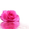 Rosa rose Royalty Free Stock Photo