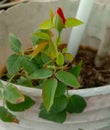 Rosa or rose floer bud plant in pot Royalty Free Stock Photo