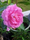 Pink roses, big flowers, blooming, garden, early in the morning, nature, refreshing Royalty Free Stock Photo