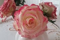 Rosa rose for wedding bouquet vintage style