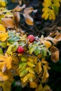 Rosa. Rosehip red berries. Frosty rose hip green and yellow leaves in autumn, natural environment background. Royalty Free Stock Photo