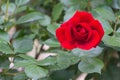 Rosa rossa. Single rose