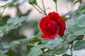 Rosa rossa. Single rose