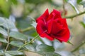 Rosa rossa. Single rose