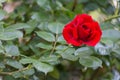 Rosa rossa. Single rose