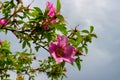 Rosa rubiginosa flower