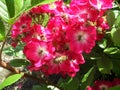 Rosa rubiginosa with bee. Royalty Free Stock Photo