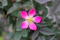 Rosa rubiginosa, sweet briar rose, or elgantine Royalty Free Stock Photo