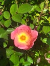 Rosa rubiginosa, sweet briar, sweetbriar rose, sweet brier, eglantine