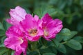 Rosa rugosa. A beach rose with a honey bee