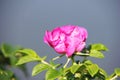 Rosa rugosa - beach rose. Pink rosehip flower on a sunny day Royalty Free Stock Photo