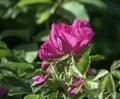 Rosa rugosa