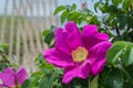 Rosa Rugosa With Fence Royalty Free Stock Photo