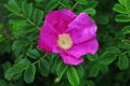 Rosa Rugosa flower closeup