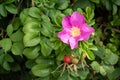 Rosa rugosa flower