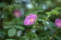 Rosa rugosa rugosa rose, beach rose