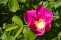 Rosa rugosa