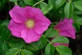 Rosa rugosa (rugosa rose, beach rose, Japanese rose, Ramanas rose, or letchberry) in bloom on a green leaves in closeup