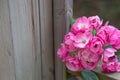 Rosa rugosa Thunb-Anticorrosive wood