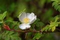 Rosa sericea Royalty Free Stock Photo