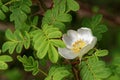 Rosa sericea Royalty Free Stock Photo