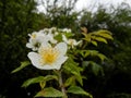 Rosa sp. white rose in the tranquil forest