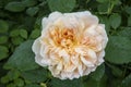 Closeup Rose `Tea Clipper` / Rose `Ausrover`