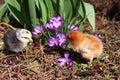 Rosa V and Messa Chicks with crocuses. Royalty Free Stock Photo