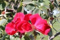 Rosa 'Altissimo', large flowered climbing rose