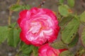 Rosa 'Double Delight'