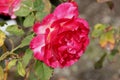 Rosa 'Double Delight'