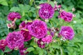 Rosa 'Munstead Wood' (Ausbernard). A deep crimson English rose bred by David Austin. Royalty Free Stock Photo