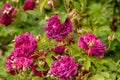 Rosa 'Munstead Wood' (Ausbernard). A deep crimson English rose bred by David Austin. Royalty Free Stock Photo