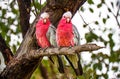 Rosacakadu at Argonauts Park in Trangie Australi Royalty Free Stock Photo