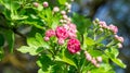 Rosaceae ballerina, pink flowers on a branch grow in the garden