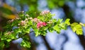 Rosaceae ballerina, pink flowers on a branch grow in the garden