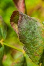 Diseased rose leaf