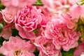 Rosaceae, pink. Royalty Free Stock Photo