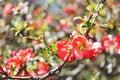 Rosaceae pink in close-up against the background of bushes Royalty Free Stock Photo