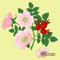 Rosaceae, rose. Illustration of a plant in a vector with flowers.