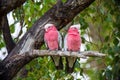 Rosakakadu at the Argonauts Park Royalty Free Stock Photo