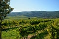 Rosal Vineyards in Galicia Royalty Free Stock Photo
