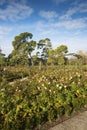 Rosaleda rose-garden in Retrio park Royalty Free Stock Photo