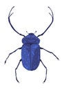 Rosalia batesi longhorn black-blue bug icon. Exotic beetle with long antennae and legs. Rosalia alpina entomology Royalty Free Stock Photo