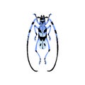 Rosalia Longicorn, alpine longhorn beetle. Blue bug with spotted camouflage. Small patterned insect. Arthropod animal