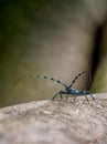 Rosalia longicorn Rosalia alpina or Alpine longhorn beetle sit on a beech tree Royalty Free Stock Photo