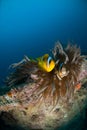 Rosalie Moller shipwreck Royalty Free Stock Photo