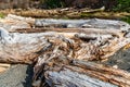 Rosario Beach Driftwood Royalty Free Stock Photo