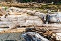 Rosario Beach Driftwood 2 Royalty Free Stock Photo